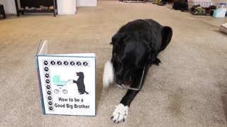 Dog helps out with pregnancy announcement