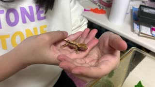 A cute little lizard trying to escape