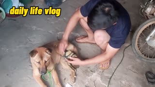 broken leg dog | daily life vlog