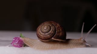 Snail/Relaxing music
