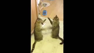 Adorable identical cats play patty cake