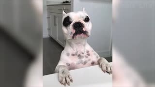 Best funny animal videos from the internet 2021