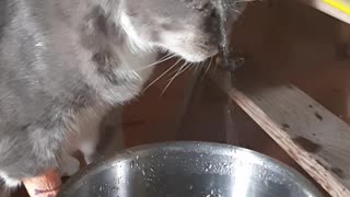 Loopy Kitty Forgets How to Drink Water