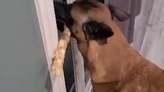 Doggy Carrying Stick Can't Fit Through Door