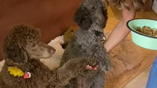 Sweet doggies pray together with owner before dinner