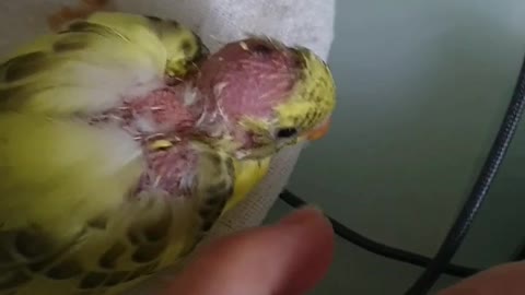 VICIOUS BUDGIE - WARNING SCENES MAY CAUSE EMOTIONAL REACTION