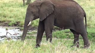 Mother Elephant ·Goes Near Family On Forest Reunion