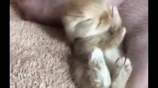 Cute animals playing with humans