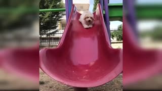 Cute baby dogs funny videos
