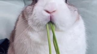 Adorable Baby Rabbit tries to eat, funny Lovely little Bunny😍😍