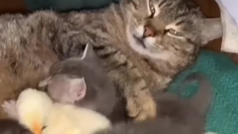 Cat-mother for chicks.