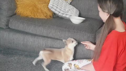 Chihuahua tricks for cheese