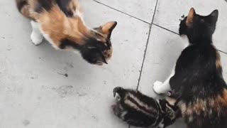 ASMR 😻 Mummy cat play fighting with fluffy first born kitten 😻