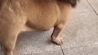 Funny dog video /#shorts