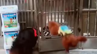 Cute & intelligent baby dog helping others