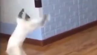 Funny cat Funny videos Pets video