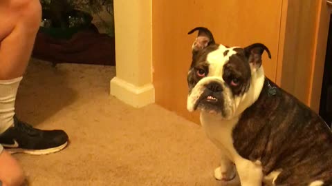 Stubborn English Bulldog refuses kiss from owner