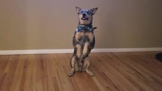 Australian Cattle Dog takes part in the 'Git Up' challenge