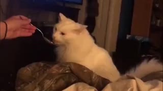 Cat gets brain freeze while eating ice cream