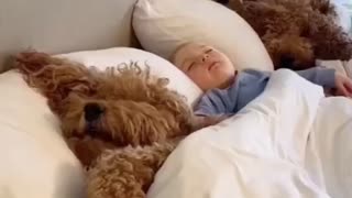 Sweet puppies sleeping with a baby in the same baby