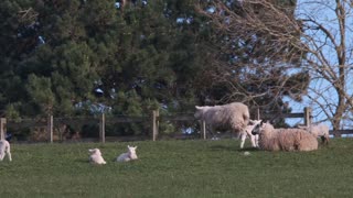 Watch young sheep play near their mother on the country farm