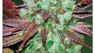 Victory Seeds - Cannabis Strain Series - STRAIN TV
