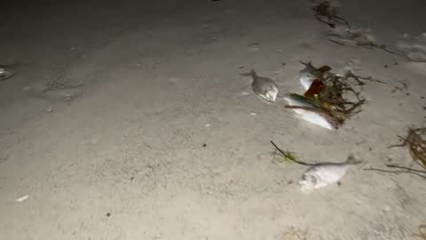Red tide on the gulf coast - walking the beach at night