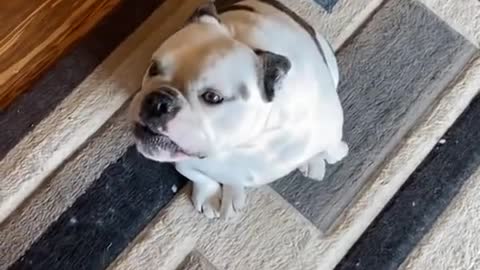 Bulldog Tries to Copy Husky While He Howls