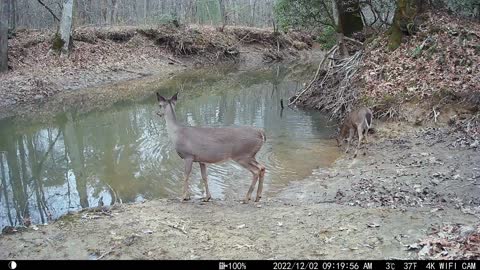 Deer on the Forest Cam - Moccasin Creek - Tennessee