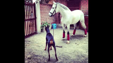 The Inseparable Bond Between A Doberman Dog And His Horse Pal