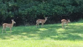 Deer Grazing Time Lapse