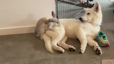 Bunny Tries to Show Pup Who's Boss