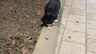 black cat eating