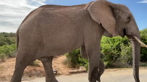 Walking alongside a magnificent elephant