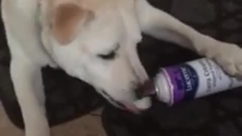 Dog Eats Whipped Cream Straight From The Canister
