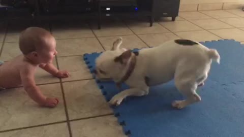 Baby Is Hilariously Entertained By Spinning French Bulldog