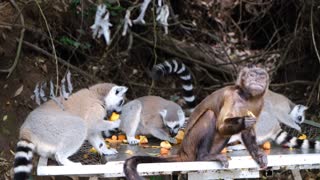 Beautiful view of monkeys eating together
