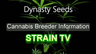 Dynasty Seeds - Cannabis Strain Series - STRAIN TV