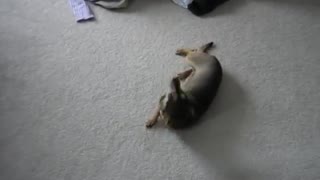 Chihuahua Obedience Training