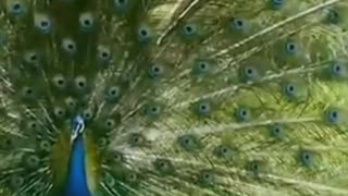 Peacock videos.. best peacock videos