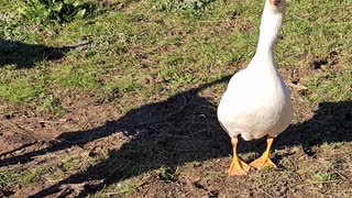 Adorable Goose Thinks He's a Dog