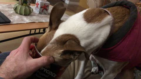 Dog Enjoys Caramel corn snack