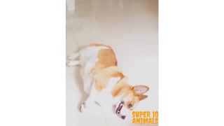 Cute dogs plays death after being shot!