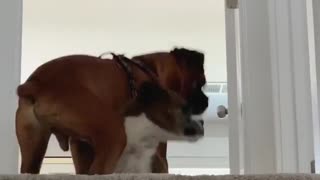 Dog Puts up With Annoying Pal