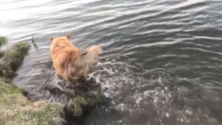 Funny dog likes to jump in the water