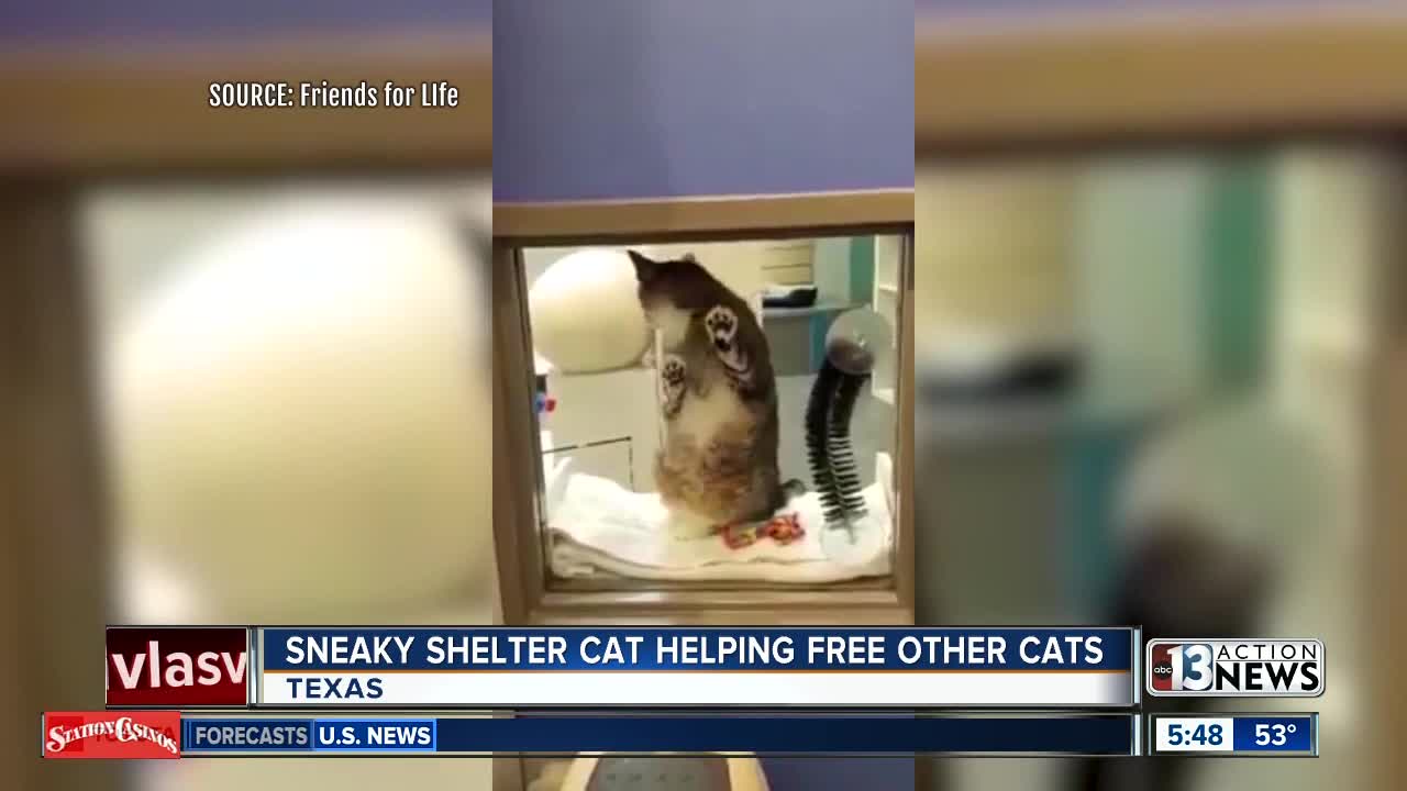 Sneaky cat frees other cats