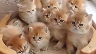 Cutest and Funniest Cats