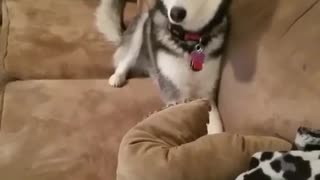 Husky throws the funniest temper tantrum