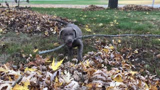 Bella in leaves