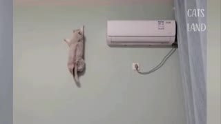 Clever Cat